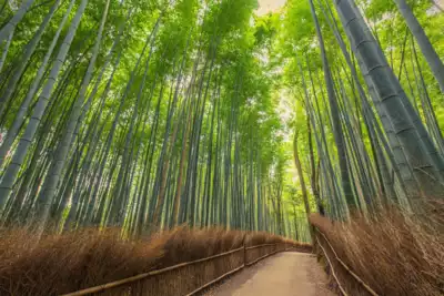 ทัวร์ญี่ปุ่น เมืองโตเกียว, เกียวโต, โอซาก้า ทัวร์ญี่ปุ่น โตเกียว เกียวโต โอซาก้า อาราชิยาม่า สวนป่าไผ่ สะพานโทเก็ตสึเคียว หมู่บ้านโอชิโนะฮัคไค สวนอุเอโนะ 6 วัน 4 คืน - TWP-XJ249