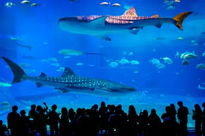 ทัวร์ญี่ปุ่น เมืองโอกินาว่า ทัวร์ญี่ปุ่น โอกินาว่า OKINAWA 5DAYS 4NIGHTS BY FD --- ซุปตาร์ โอกินาว่า ฟาดความฟิน ในวันสิ้นปี -- DEC'25-JAN'26 5 วัน 4 คืน - TWP-FD036