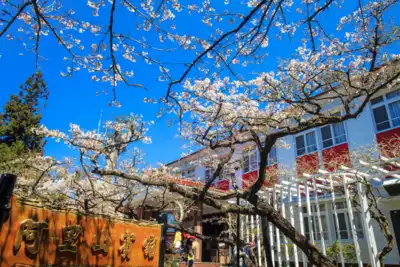 ทัวร์ไต้หวัน เมืองเมืองไทเป, เมืองไถจง ทัวร์ไต้หวัน เมืองไทเป เมืองไถจง มหัศจรรย์..TAIWAN SAKURA 2026 5 วัน 4 คืน - TWP-BT-TPE64_VZ